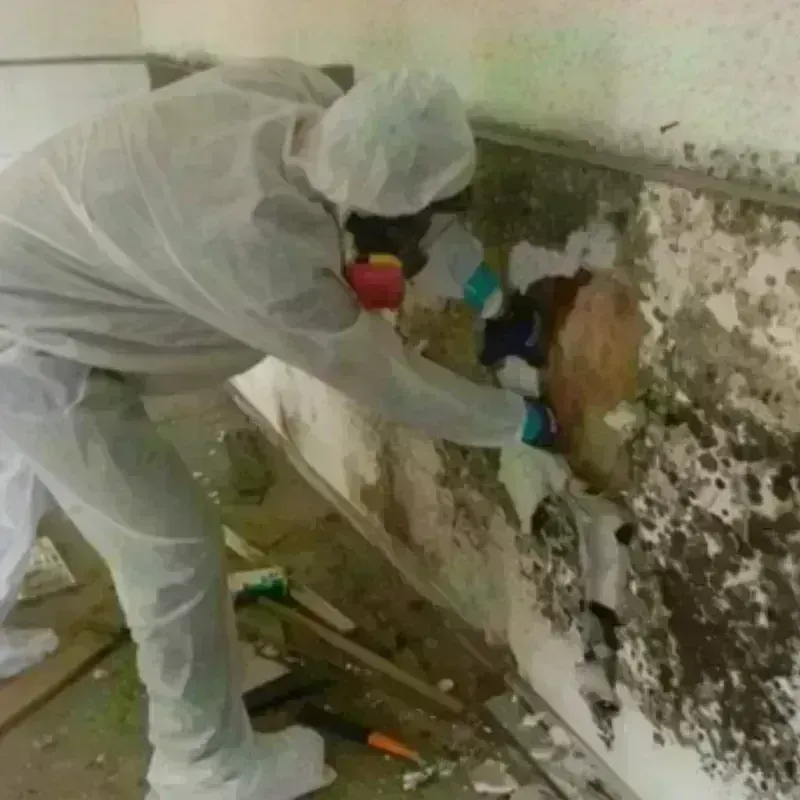 Mold Remediation and Removal in Port Isabel, TX